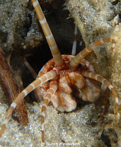 Bobbitt Worm- was out in the day time! by Suzan Meldonian 